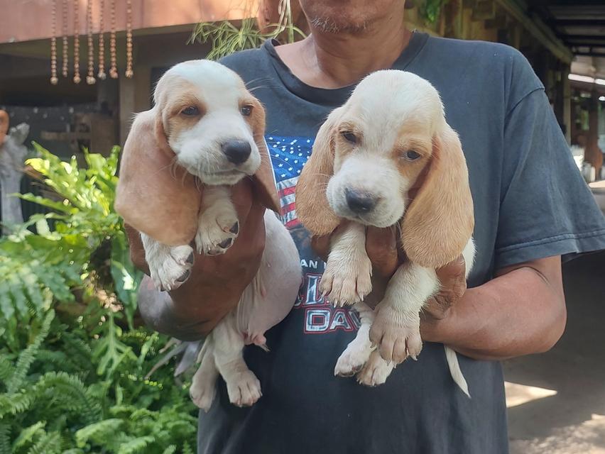 ลูกสุนัขบาสเซ็ตฮาวด์ รูปที่ 4