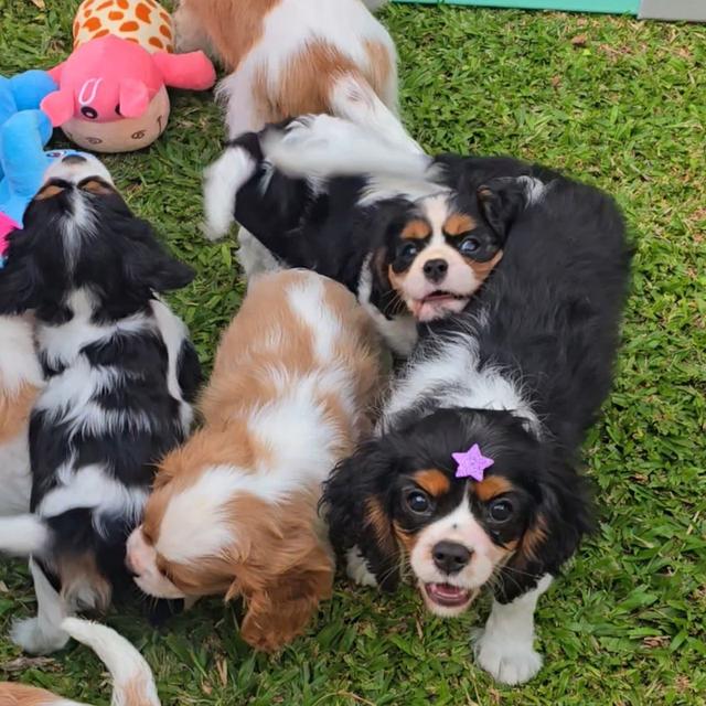 Cavalier King Charles Spaniel puppies