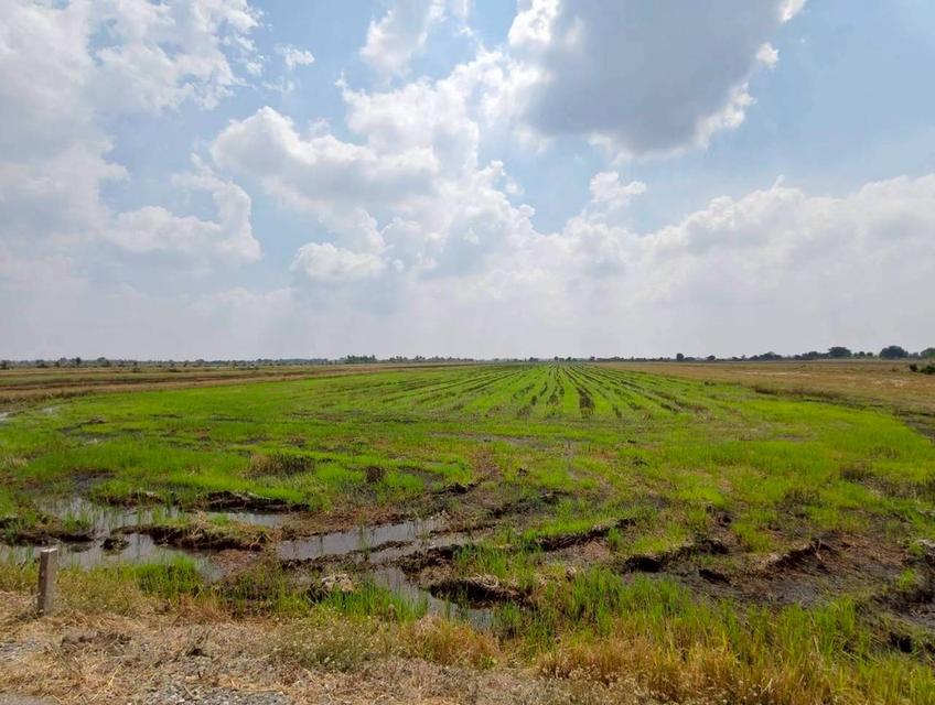 ขายด่วน! ที่ดินบางน้ำเปรี้ยว 15 ไร่ 1 งาน 34 ตารางวา ติดถนนลาดยางสาธารณะ ทำเลทอง ราคาถูกที่สุดในย่านนี้ รูปที่ 6