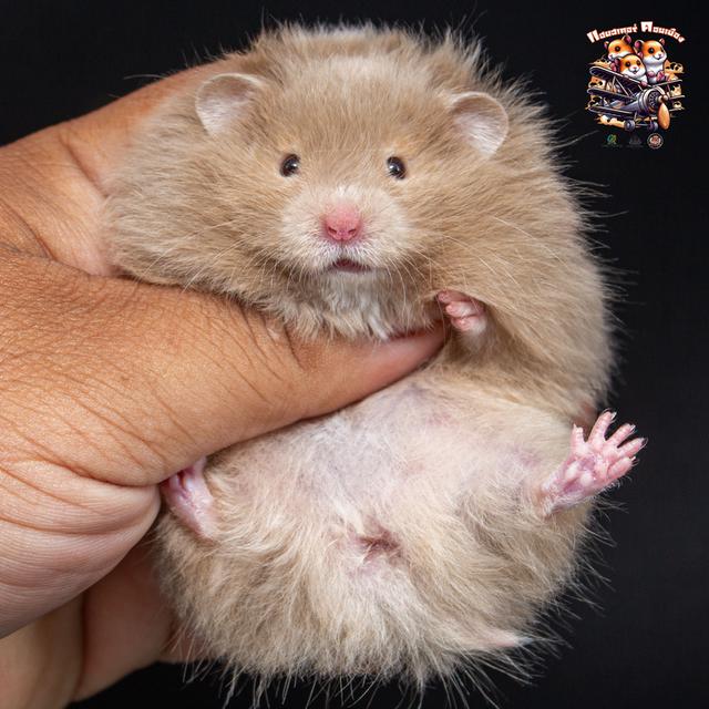 Hamster Donmuang - ขายหนูแฮมสเตอร์ 8