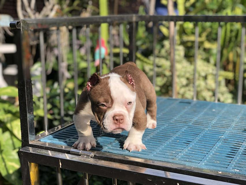 บูลลี่เพศเมียอายุ2เดือน รูปที่ 3