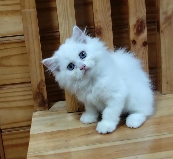 ลูกแมวเปอร์เซียสายพันธุ์แท้ลพบุรี