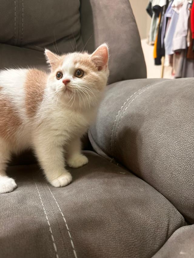 แมว บริทิช ช็อตแฮร์ เพศผู้