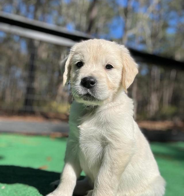 จำหน่ายสุนัขพันธุ์ White Golden Retriever