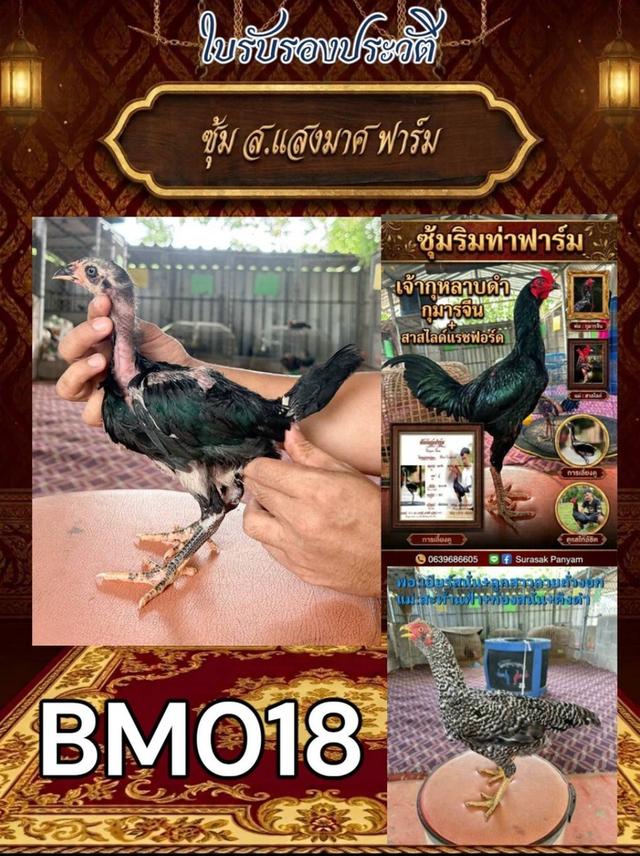 เปิดจำหน่ายลูกไก่ อายุ 2เดือน
