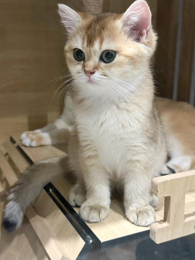   แมวบริติช ชอร์ตแฮร์