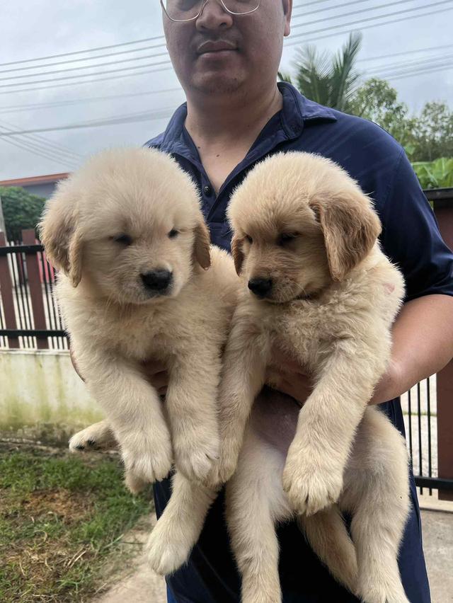 สุนัขโกลเด้นรีทรีฟเวอร์