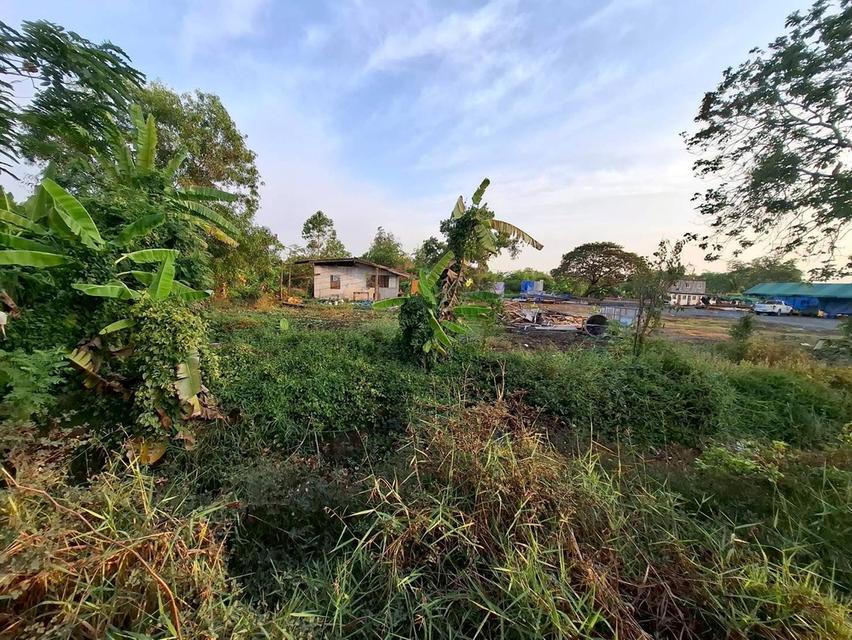 ขายถูกที่ดิน 831 ตรว ติดถนนคอนกรีตสาธารณะ ซ.คลองหก ตต.19 คลองหลวง ปทุมธานี 5