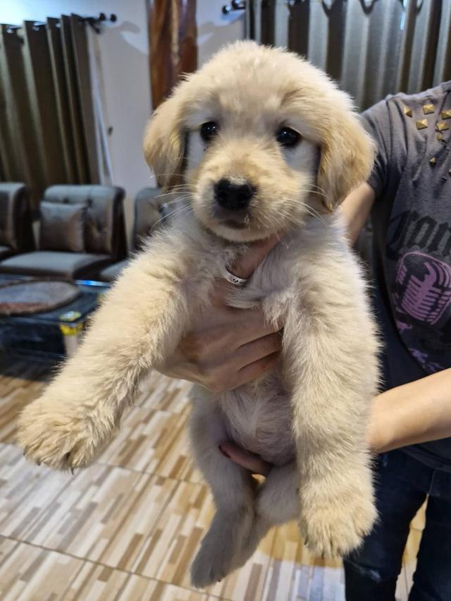 โกลเด้นรีทรีฟเวอร์ ลูกสุนัข