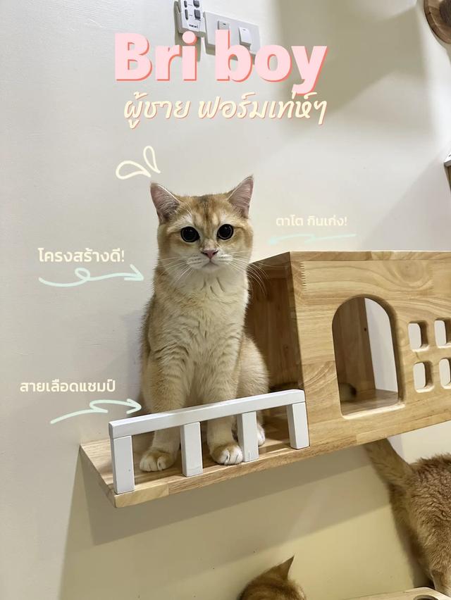 บริติส ผู้ชาย