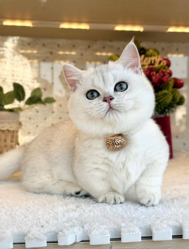 แมวมันช์กิ้น เด็กชายns 6