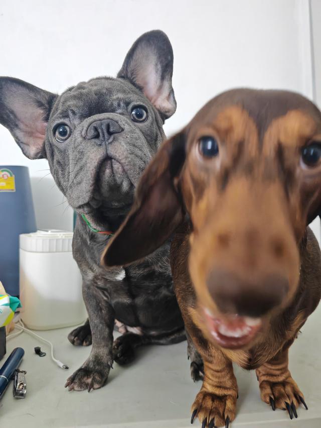 ดัชชุน ชาย 1 ขวบ สีช๊อค