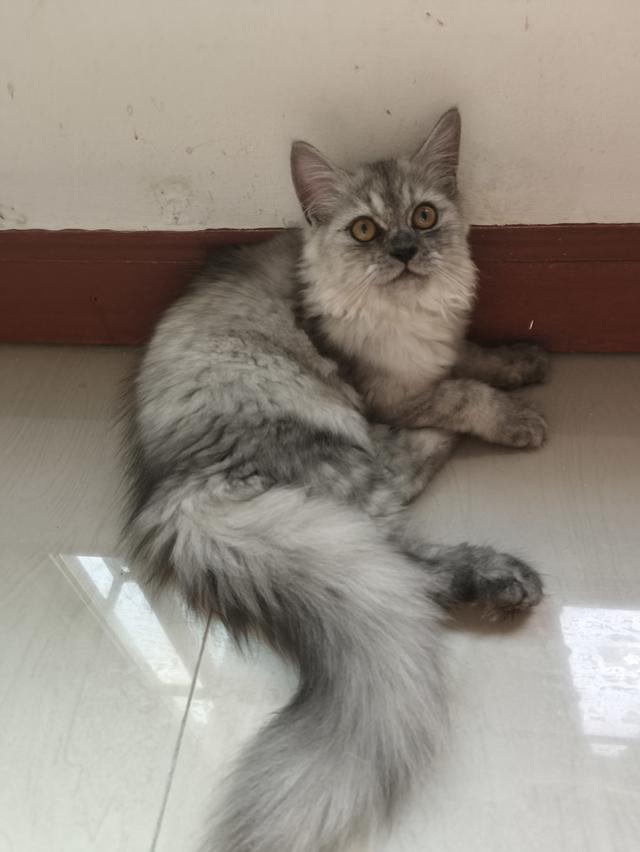 ลูกแมวเปอร์เซีย 