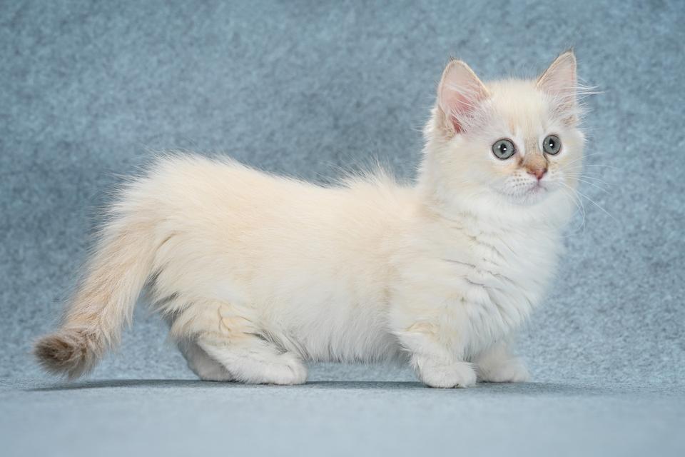 Munchkin Kittens for sale