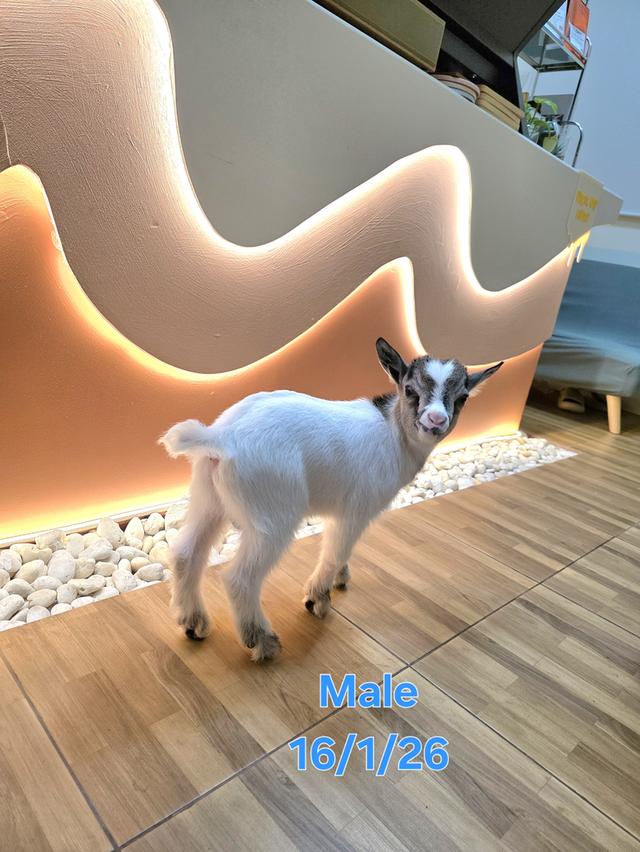 แพะแคระมินิปิ๊กมี่เพศผู้ รูปที่ 2