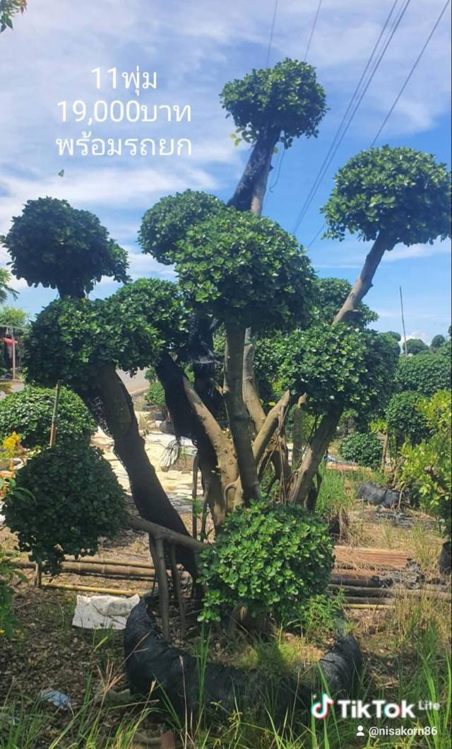 ไทรต่อยอดช้อนเงินช้อนทอง