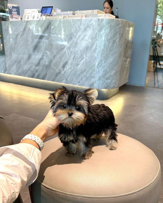 Yorkie Puppies  WhatsApp me : +66 63 826 3042