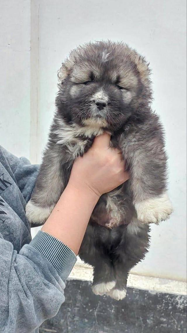 เปิดจองพรีออเดอร์น้องหมาคอเคเซียน เชพเพิร์ด Caucasian Shepherd ลูกนอกนำเข้า รูปที่ 3
