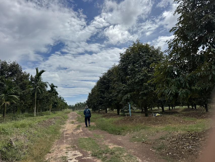 ที่ดินติดคลองส่งน้ำ ทำเลดี วิวสวย เหมาะสร้างบ้านสวน เนื้อที่ 4 ไร่ 49.6 ตรว. ต.บ้านนา อ.แกลง จ.ระยอง 7