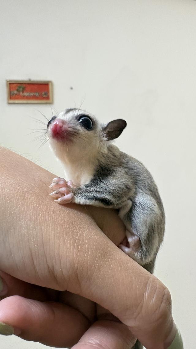 ขายถูก ชูการ์ไกลเดอร์ น่ารักๆ