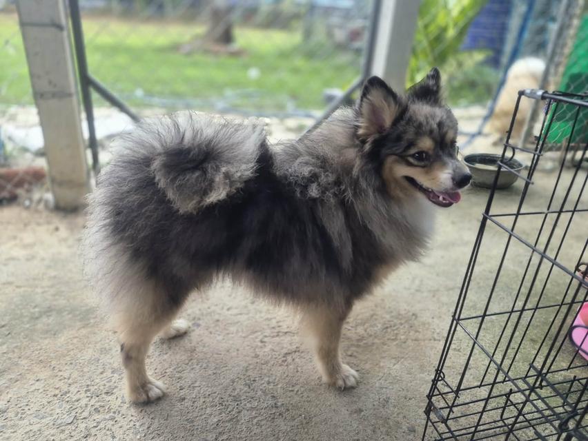 เปิดแบ่งแม่พันธุ์ปอม Blue Merle อายุปีกว่า #ผสมแล้วรอลุ้นท้อง พ่อพันธุ์สวย รูปที่ 5