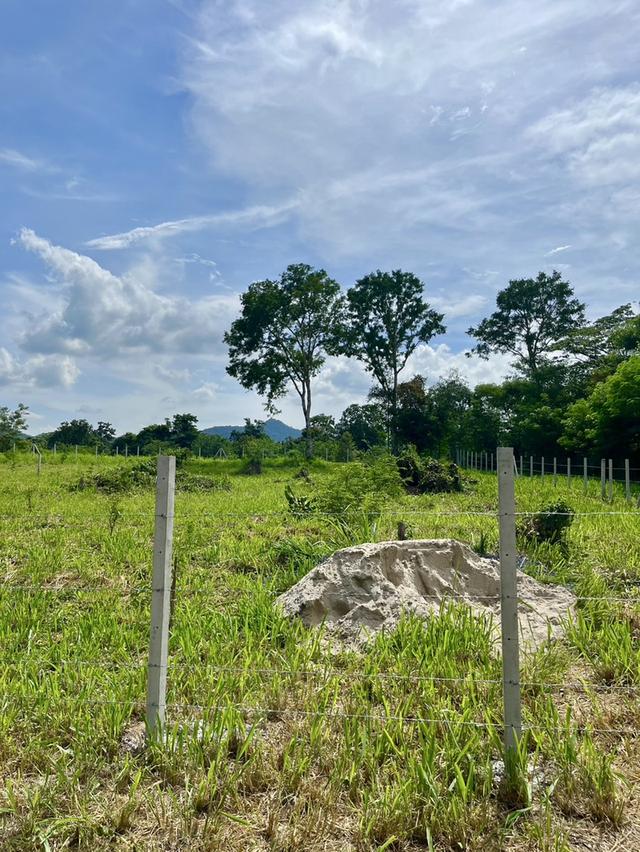 ขายที่ดินโฉนดเขาใหญ่ 2 ไร่ ใกล้ถนนมิตรภาพและถนนหลวงหมายเลข 1016 ต.พญาเย็น อ.ปากช่อง จ.นครราชสีมา 4