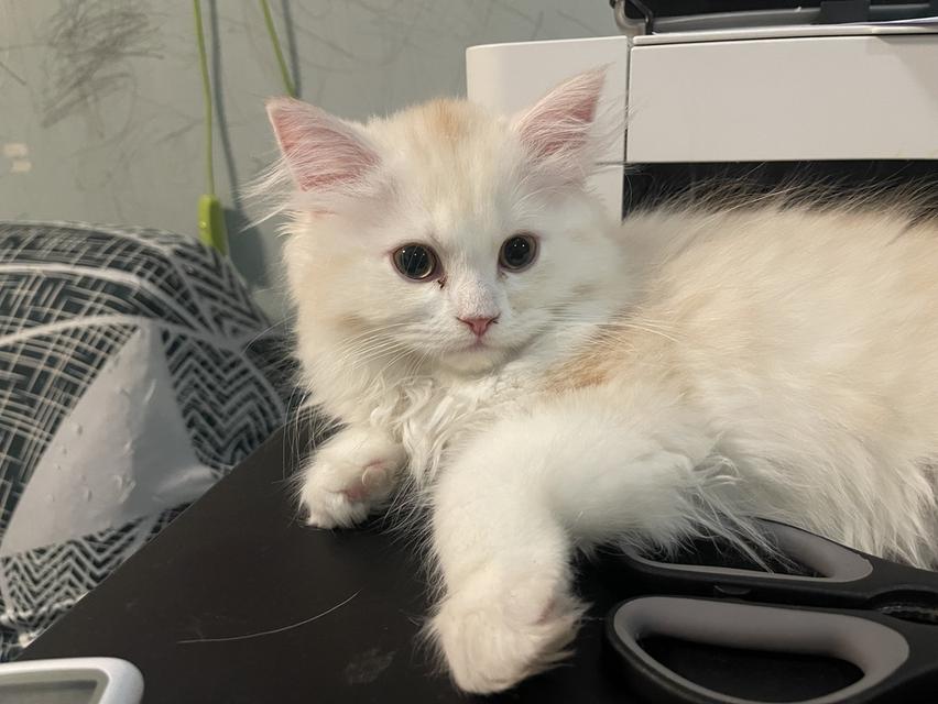 แมวสิงโตนำโชค(ชาย)3เดือน พร้อมย้าย