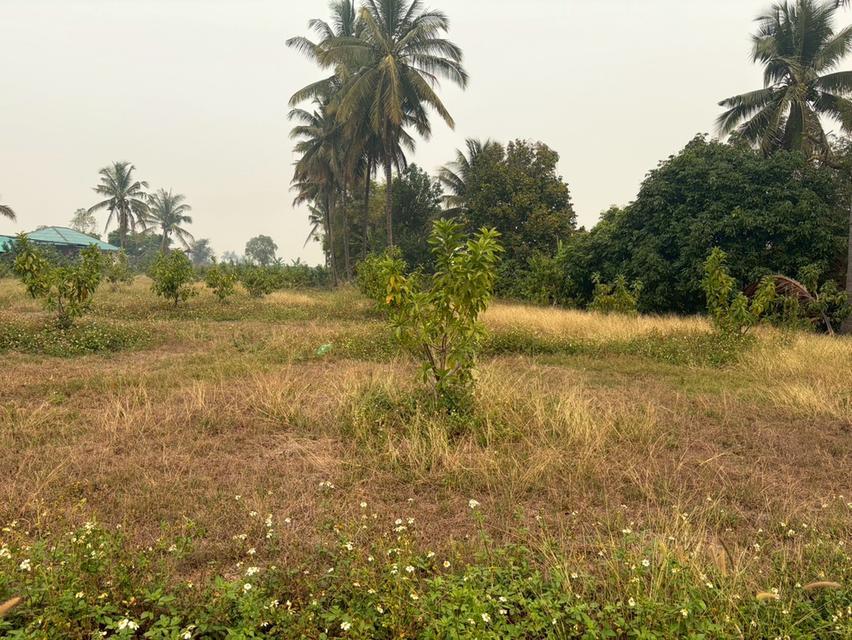 ขายที่ดิน (พร้อมโกดังเก็บของ) รวมเนื้อที่ 2 ไร่ 3งาน  97.3 ตารางวา 3