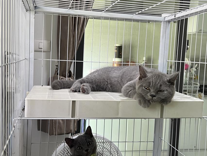 ลูกแมว บริติช ช็อตแฮร์ ใบเพ็ดนอกWCF(British Shorthair) 6