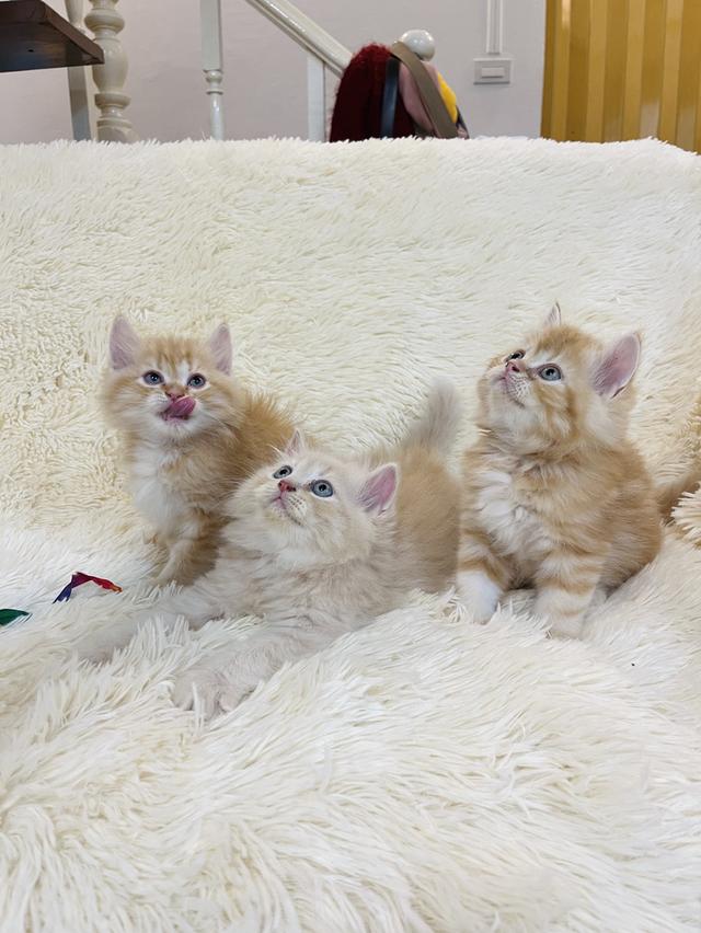 แมว เปอเซียสีส้ม ครีม🔥🔥🔥