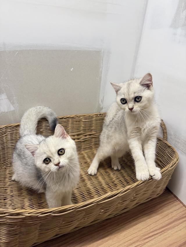 แมวบริติชผสมสก๊อตติช 8