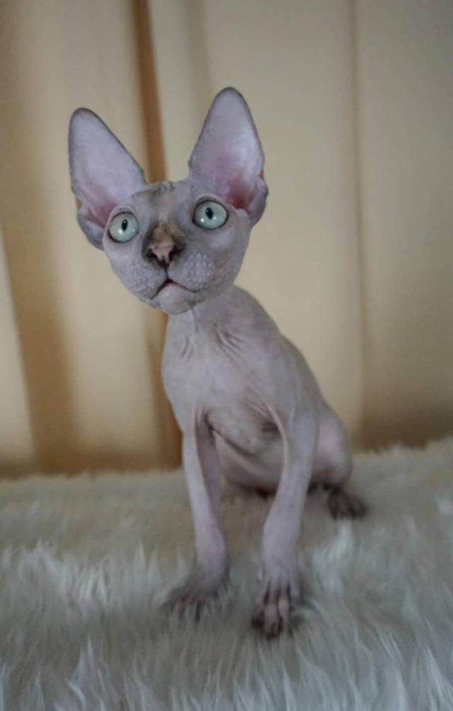 3.แมวสฟิงซ์/เพศเมีย หาบ้าน Sphynx Cat/Female looking for a new home 3