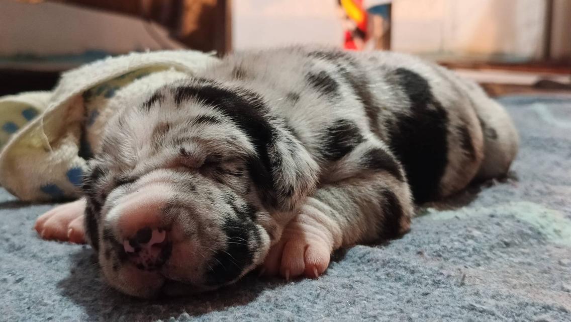 สุนัข เกรทเดน Great dane รูปที่ 6