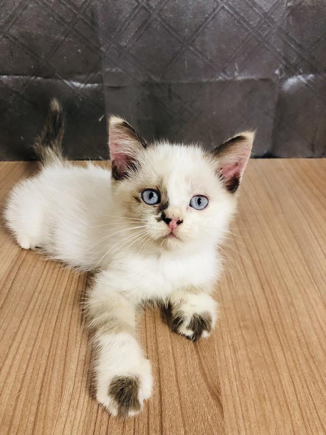 คนขายเลี้ยงเองครับ น้องแมวพันธุ์ อเมริกันเคิร์ลผสมหิมาลายัน เพศหญิง  ( ตาสีฟ้า )