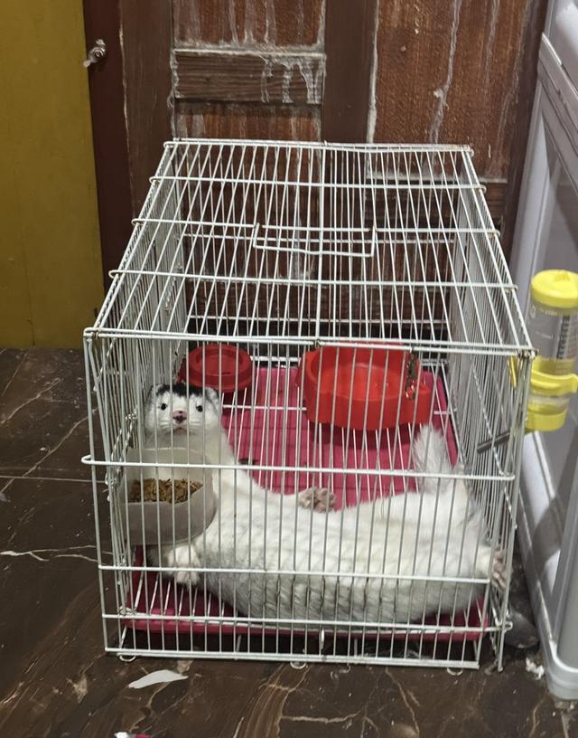 มิ้งค์ สีSnow silver เพศผู้ 6เดือน 2