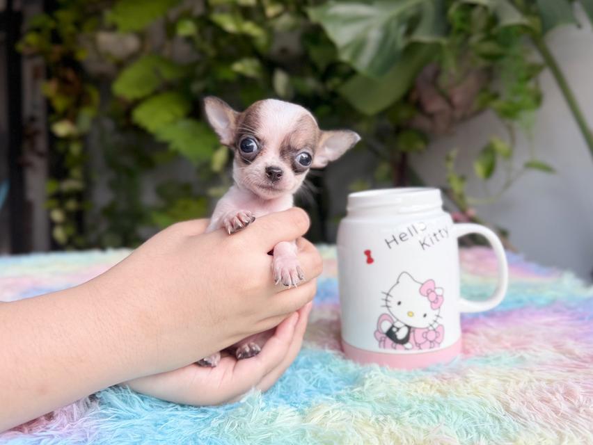 ชิวาวาแท้ ทีคัพ ขนสั้น เพศเมีย