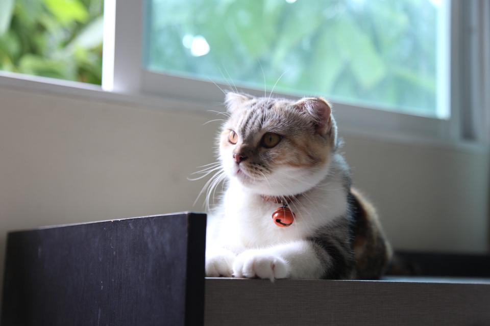 แมวสก็อตติชบริติชแท้ 20