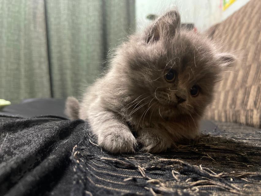 แมวสีไลแลค-ทั้งตัว (Lilac cat) 4