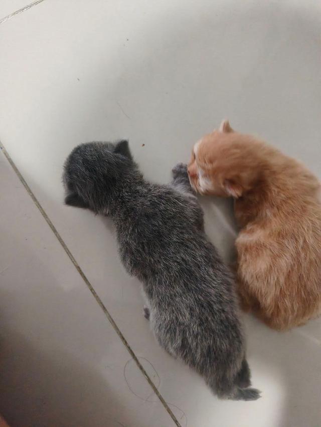 ลูกแมวเปอร์ แะและ ลูกแมวสก็อตตติช 2