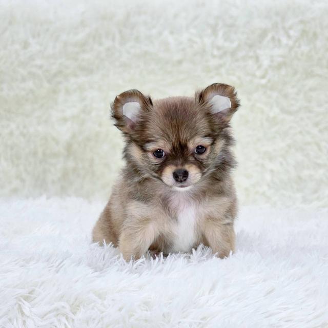 ชิวาวาแท้ขนยาว เพศผู้ 3