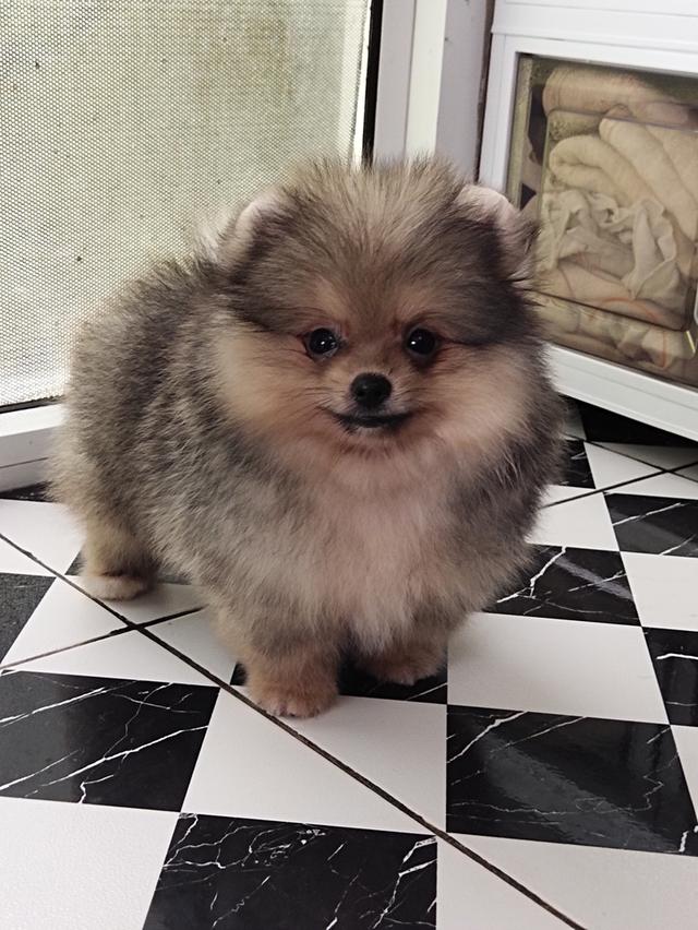 ปอมเมอเรเนียน