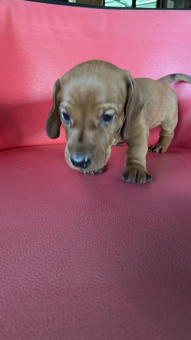 ลูกสุนัข ดัชชุน สีน้ำตาล