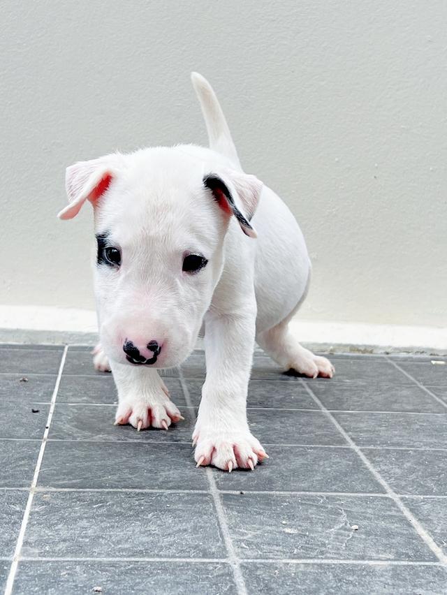 Bullterrier std  2