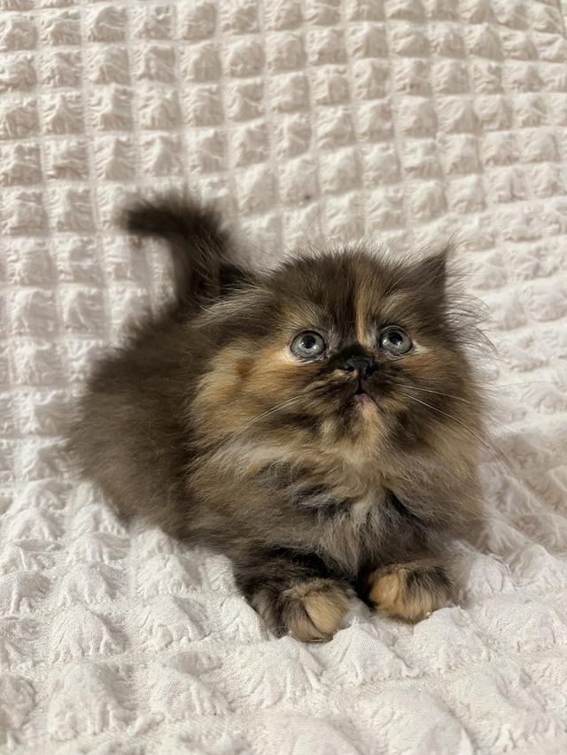 แมวเปอร์เซีย 🙂❌🍊✋😁vg 8