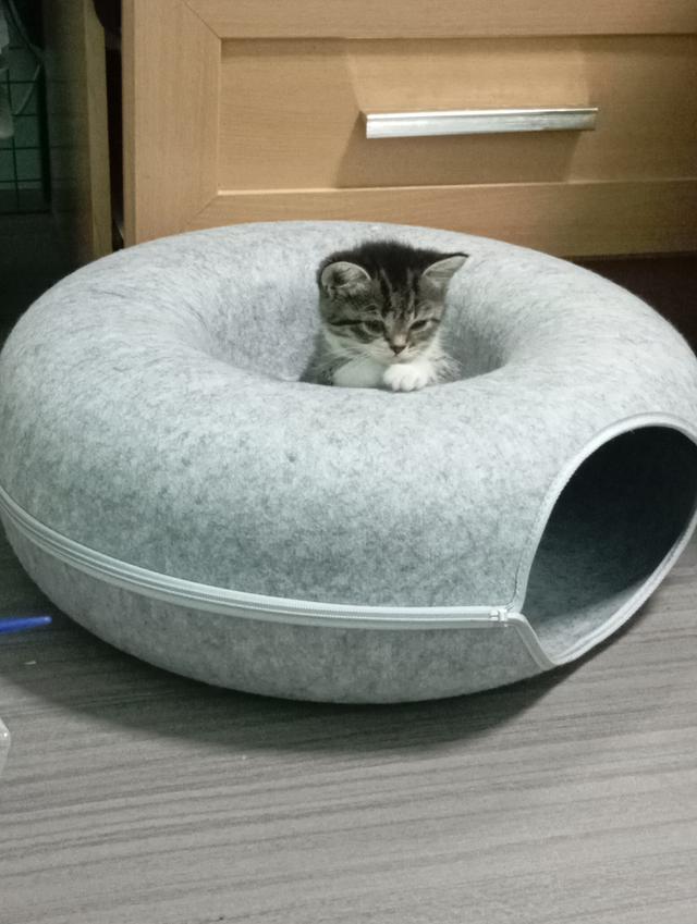 ลูกแมวบริติช🎂09/09 5