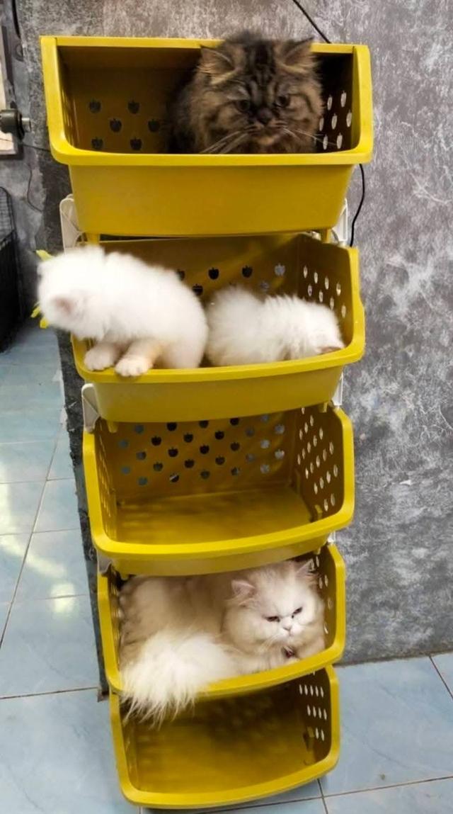 🌈เปิดจองน้องๆคลอกใหม่ ทักแชทพร้อมเปิดกล้อง รับน้องได้หลังหย่านม รูปที่ 17