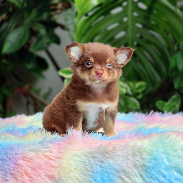 น้องเฟมัส ชิวาวาขนยาวสีช้อคแทนเพศผู้