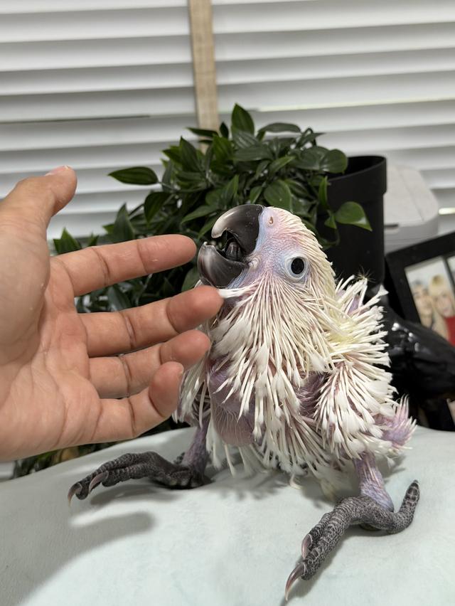 กระตั้วอัมเบลล่า Umbrella cockatoo เพศผู้ รูปย่อยที่ 3