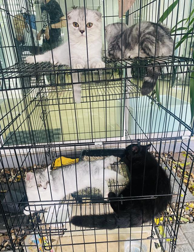 สก็อตติช หูพับ2 หูตั้ง2 หา🏠