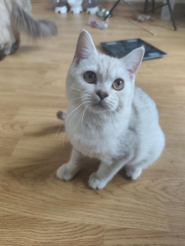 แมวสก็อตติส โฟลด์แท้ ผช 6